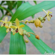 เรือนกล้วยไม้ไทย