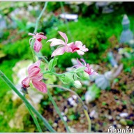 เรือนกล้วยไม้ไทย