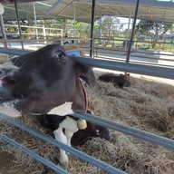 บ้านกล้วย&ไข่