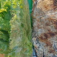 ไก่ย่างคอนหวัน@วังหิน47 ลาดพร้าว