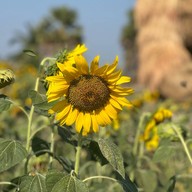 หุ่นฟางยักษ์ บ้านคลองใหญ่