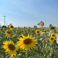 หุ่นฟางยักษ์ บ้านคลองใหญ่