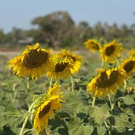 หุ่นฟางยักษ์ บ้านคลองใหญ่