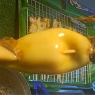 หมึกย่างสะดุ้งไฟ