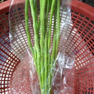 ร้านพี่เเต ผักสด