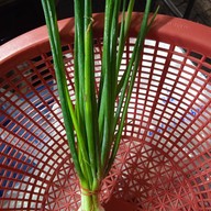 ร้านพี่เเต ผักสด