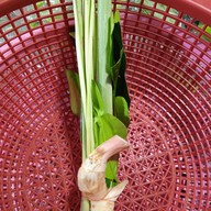 ร้านพี่เเต ผักสด