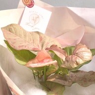 Everyday is plant day ไม้ด่าง ไม้ฟอกอากาศ ส่งต้นไม้เป็นของขวัญ แบ่งปันไม้สะสม ไม้ด่าง ไม้ฟอกอากาศ