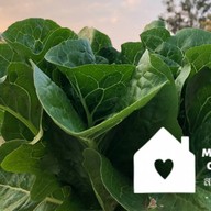 My home garden สลัดออร์แกนิก
