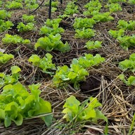 My home garden สลัดออร์แกนิก