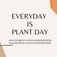 Everyday is plant day ไม้ด่าง ไม้ฟอกอากาศ ส่งต้นไม้เป็นของขวัญ แบ่งปันไม้สะสม ไม้ด่าง ไม้ฟอกอากาศ