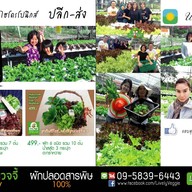 ผักสลัด สวน ไลฟ์ลี่ เวจจี้