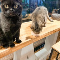 DOO CAT CAFE Phuket