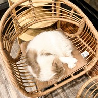 DOO CAT CAFE Phuket