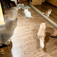 DOO CAT CAFE Phuket