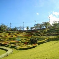 ดอยแม่สลอง