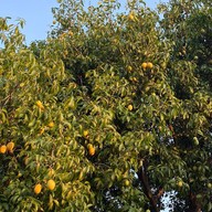 มะยงชิด มะปรางสุโขทัย สาขาขอนแก่น