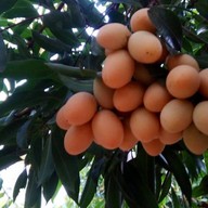 มะยงชิด มะปรางสุโขทัย สาขาขอนแก่น