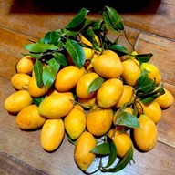 มะยงชิด มะปรางสุโขทัย สาขาขอนแก่น