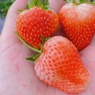 ไก่เกาหลี by หม้อทอดไร้น้ำมัน รอ30น. ทำใหม่ทุกชิ้น