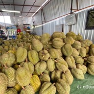 87 ทุเรียนหมอนทอง สี่แยกเทพารักษ์