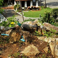 อัยยะปุระ เกาะช้าง ( The Aiyapura Koh Chang)