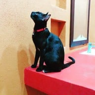 World Cat Hotel and Resort
