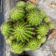 ซอสผัดกะเพราปรุงสำเร็จกลมกล่อม บ้านป้อม