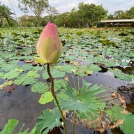 บ้านสวนนารา