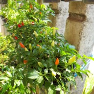 มาเพตรา