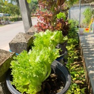 มาเพตรา