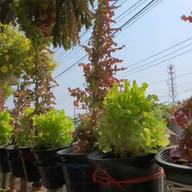 มาเพตรา