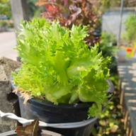 มาเพตรา