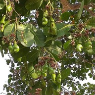 อนุสาวรีย์นายดอกนายทองแก้ว อ่างทอง