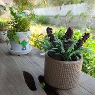 มาเพตรา