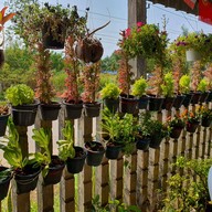 มาเพตรา