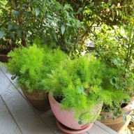 มาเพตรา