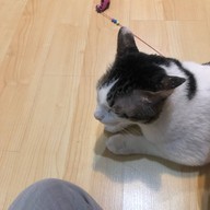 Catsanova - Adoptable Cat Cafe