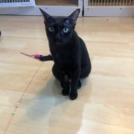 Catsanova - Adoptable Cat Cafe