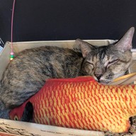 Catsanova - Adoptable Cat Cafe