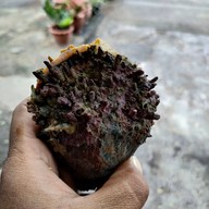 เล็กท่าวัง