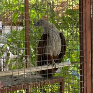 ศูนย์อนุรักษ์แมวไทยโบราณ