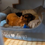 บรรยากาศ Catsanova - Adoptable Cat Cafe