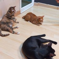 บรรยากาศ Catsanova - Adoptable Cat Cafe