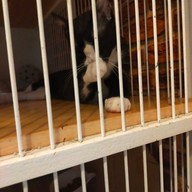 บรรยากาศ Catsanova - Adoptable Cat Cafe