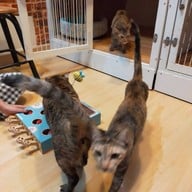บรรยากาศ Catsanova - Adoptable Cat Cafe