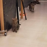 บรรยากาศ Catsanova - Adoptable Cat Cafe