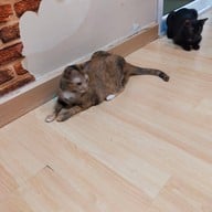 บรรยากาศ Catsanova - Adoptable Cat Cafe