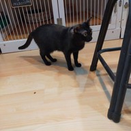 บรรยากาศ Catsanova - Adoptable Cat Cafe