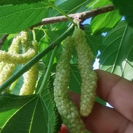 ไร่มัลเบอรี่เขาใหญ่